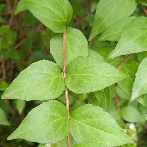 Abelia chinensis Leaf