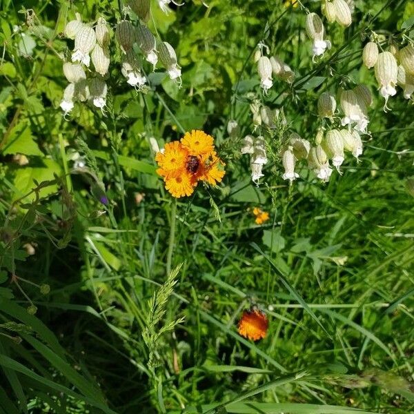 Pilosella aurantiaca 花