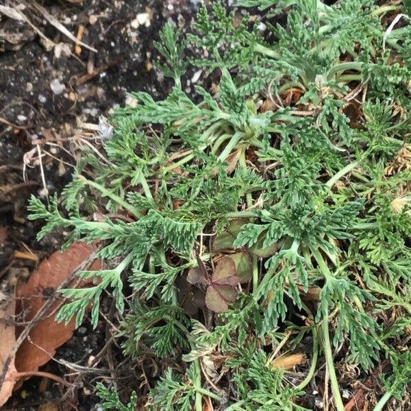 Erodium glandulosum Levél