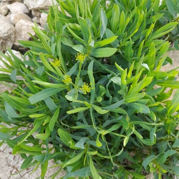 Bupleurum gibraltaricum Blomst