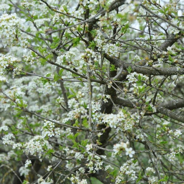 Prunus rivularis Flors