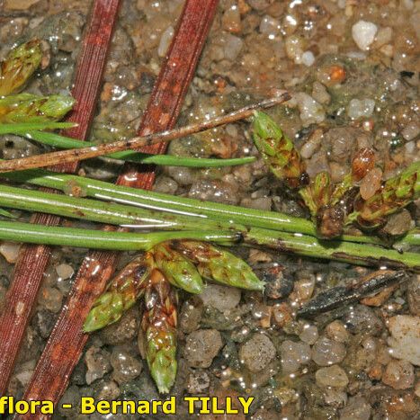 Schoenoplectiella supina Outro