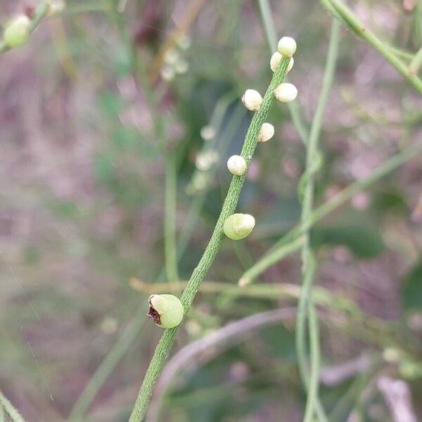 Cassytha filiformis Õis