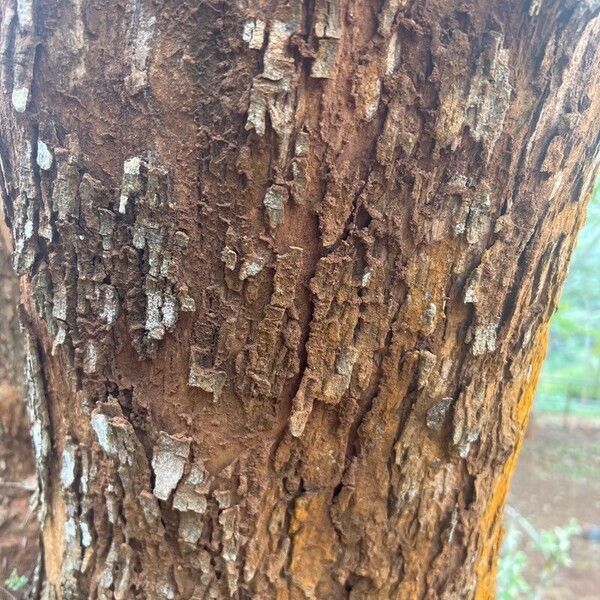 Jacaranda mimosifolia 樹皮