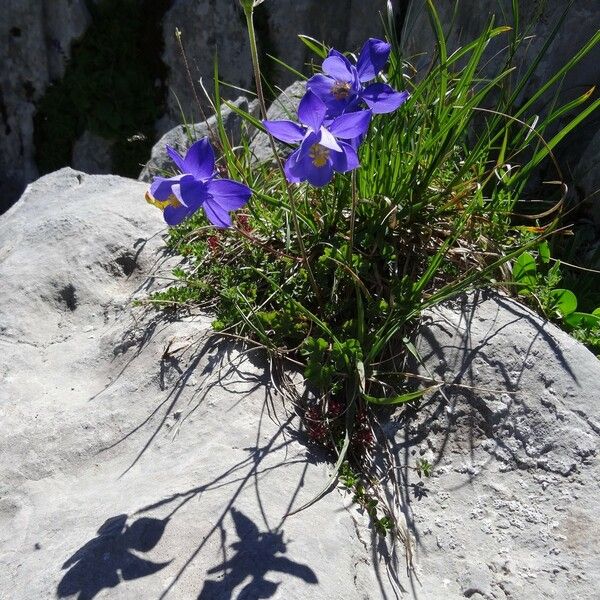 Aquilegia pyrenaica Характер