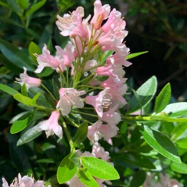 Rhododendron hirsutum Kukka