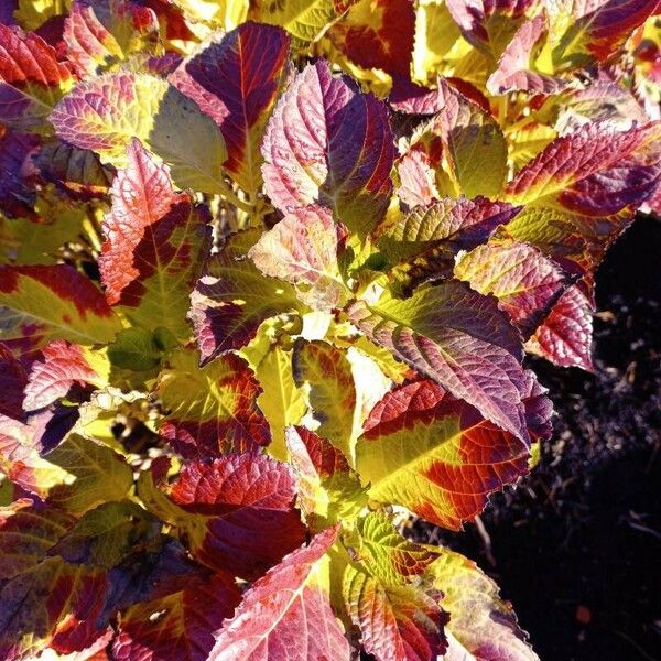 Amaranthus tricolor Feuille