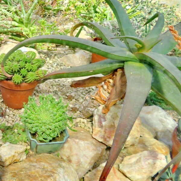 Aloe fleurentiniorum Lapas