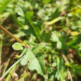 Oxygonum sinuatum Leaf