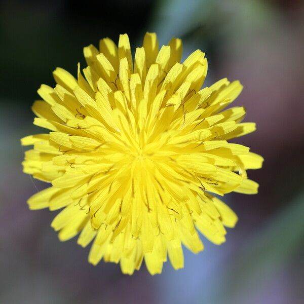 Crepis commutata फूल