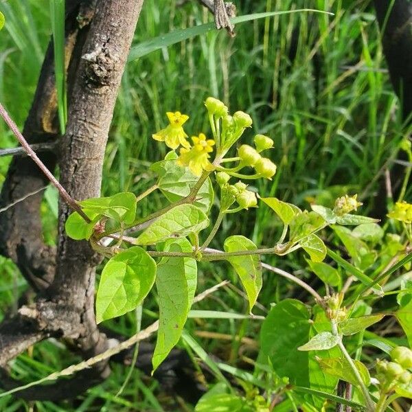Pentarrhinum insipidum फूल