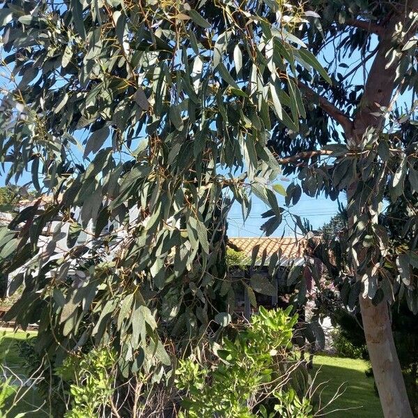 Eucalyptus camaldulensis Yaprak