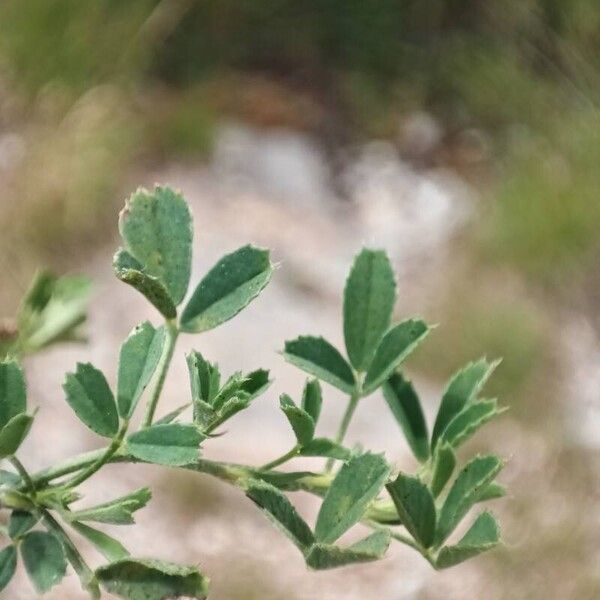 Medicago × varia Leaf