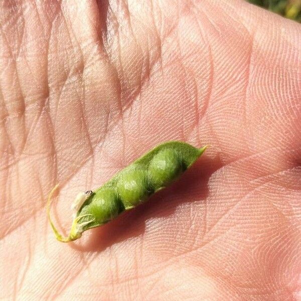 Vicia ervilia Fruit