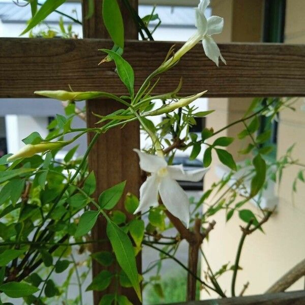 Jasminum officinale പുഷ്പം