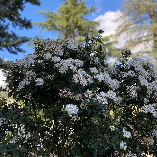 Viburnum tinus Habitat