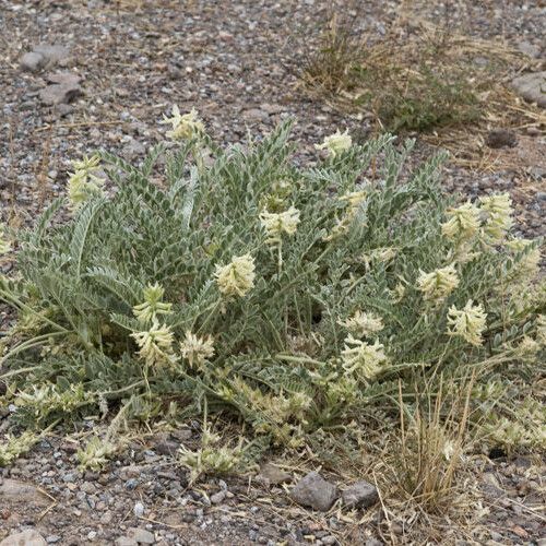 Astragalus mollissimus Habit