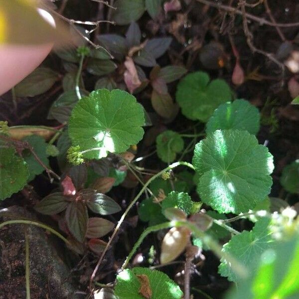 Hydrocotyle americana Lapas