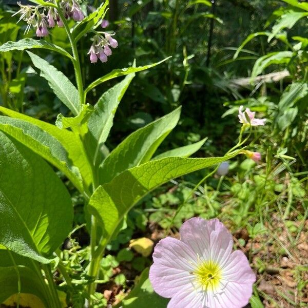 Oenothera speciosa Flower