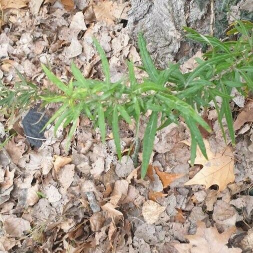 Artemisia dracunculus Лист