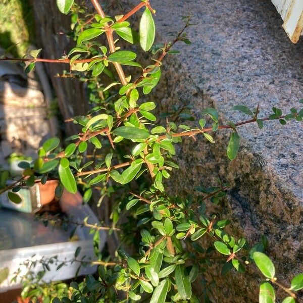 Cotoneaster × suecicus Leaf