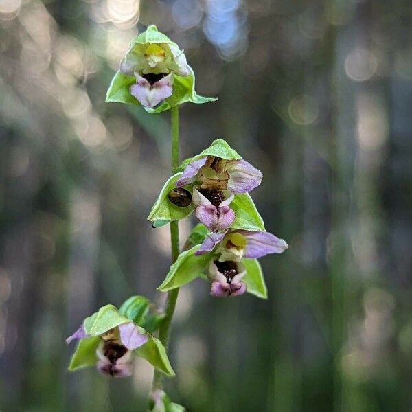 Epipactis helleborine Flower