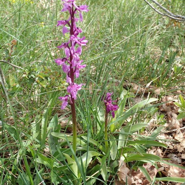 Orchis mascula Buveinė