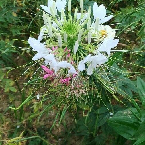 Cleome houtteana 花