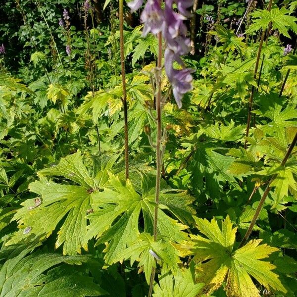 Aconitum septentrionale Virág