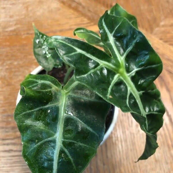 Alocasia sanderiana 叶