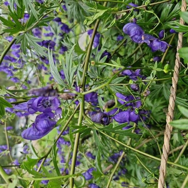 Aconitum napellus 花