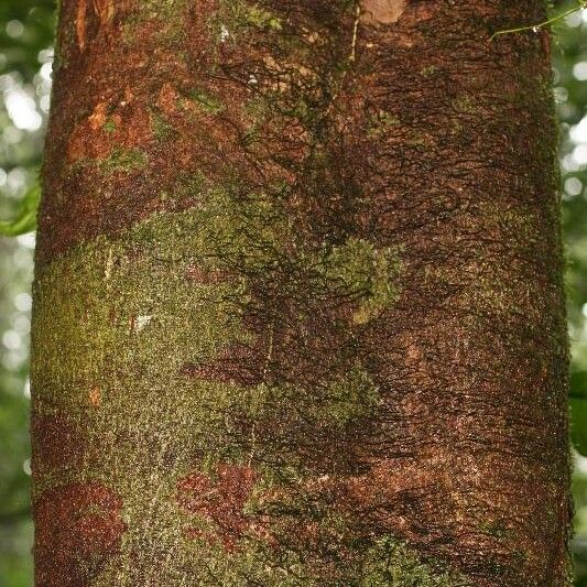 Apeiba petoumo Bark