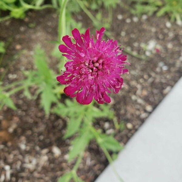 Knautia macedonica Flower