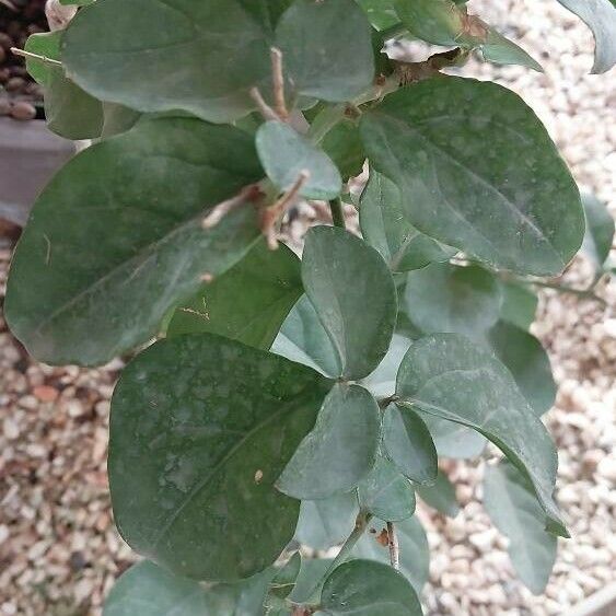 Jasminum sambac Leaf