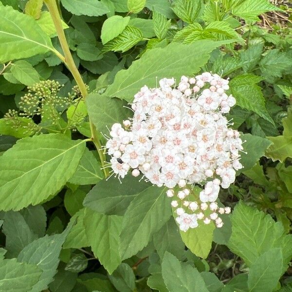 Spiraea media ᱵᱟᱦᱟ