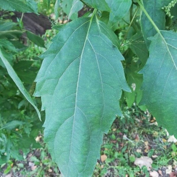 Cyclachaena xanthiifolia Feuille