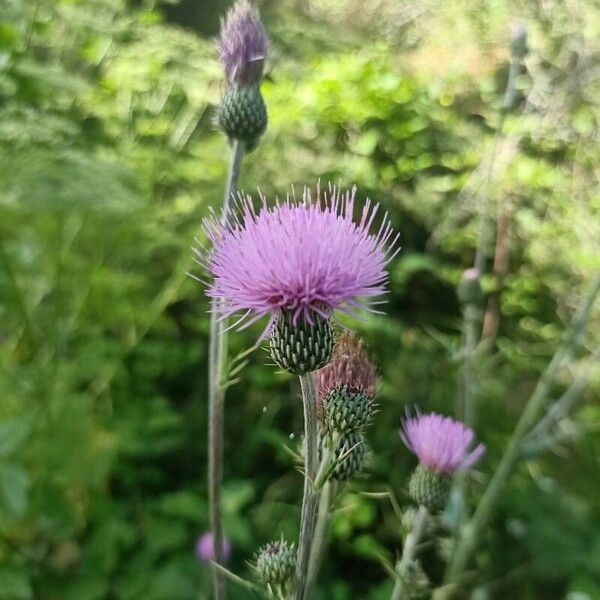 Cirsium pyrenaicum Çiçek