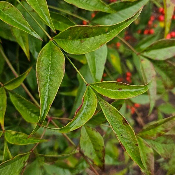 Nandina domestica 葉