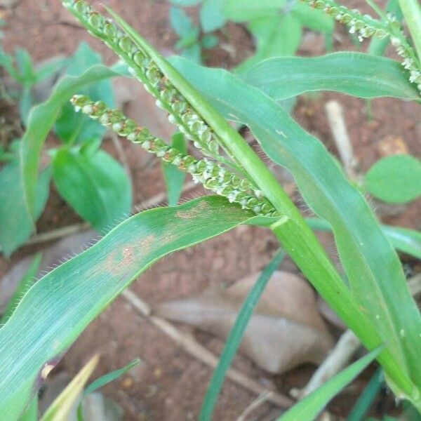 Paspalum paniculatum Leht