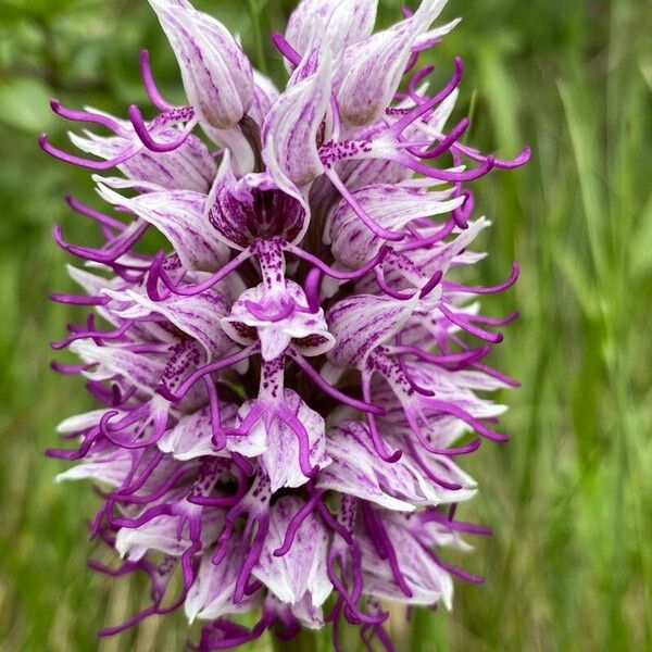 Orchis simia Kvet