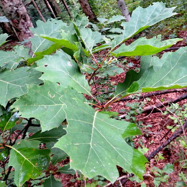 Quercus ellipsoidalis Φύλλο