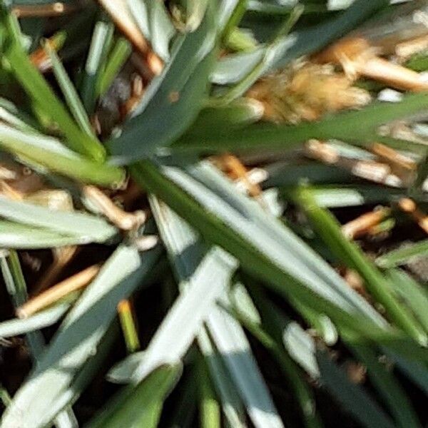 Sesleria caerulea Leaf