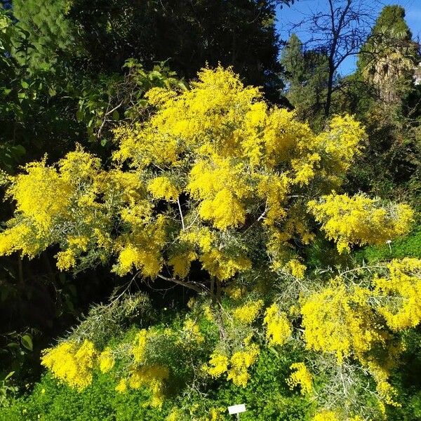 Acacia dealbata Hábito