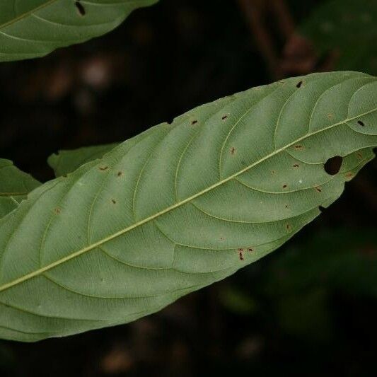 Ryania speciosa Leaf