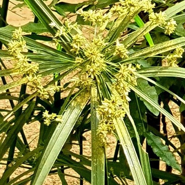 Cyperus alternifolius ഇല