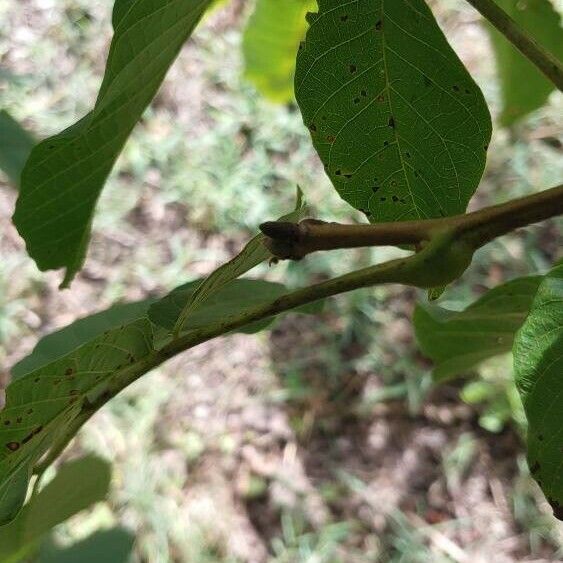 Juglans regia Other