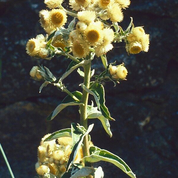 Helichrysum foetidum Flower