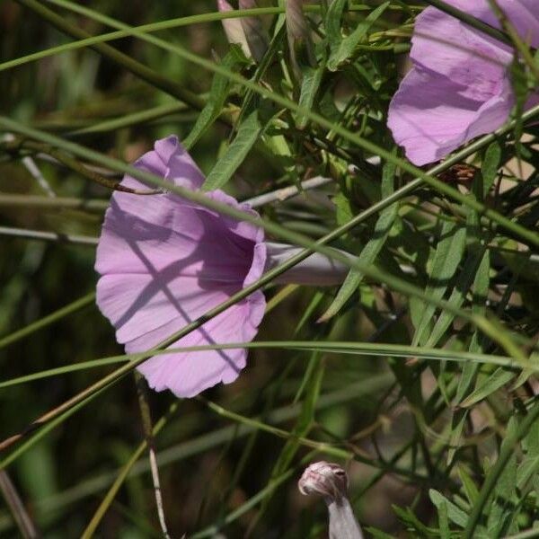 Ipomoea sagittata പുഷ്പം