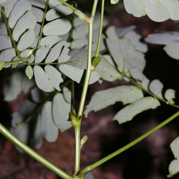 Zapoteca formosa Blad