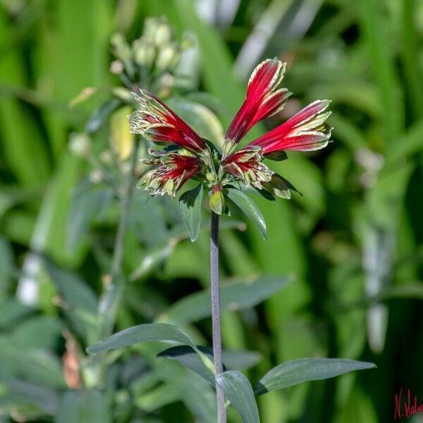 Alstroemeria psittacina Žiedas